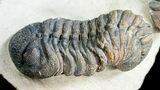 Two Large, Bumpy Phacops Trilobites #6927-2
